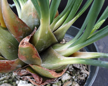 Load image into Gallery viewer, Drimia media *Big Plant!
