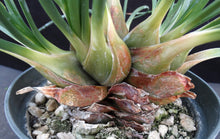 Load image into Gallery viewer, Drimia media *Big Plant!
