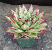 Load image into Gallery viewer, Echeveria agavoides 'Ebony'
