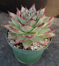 Load image into Gallery viewer, Echeveria agavoides 'Ebony'
