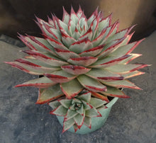 Load image into Gallery viewer, Echeveria agavoides 'Ebony'
