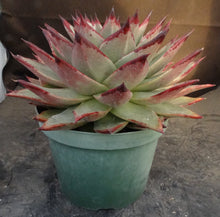Load image into Gallery viewer, Echeveria agavoides 'Ebony'
