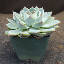 Load image into Gallery viewer, Echeveria hybrid *large rosette*
