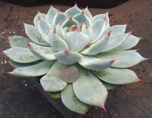 Load image into Gallery viewer, Echeveria hybrid *large rosette*
