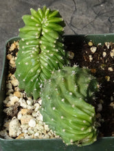 Load image into Gallery viewer, Echinocereus sp. monstrose
