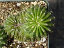 Load image into Gallery viewer, Echinocereus sp. monstrose
