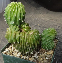 Load image into Gallery viewer, Echinocereus sp. monstrose
