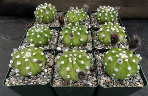 Echinopsis subdenudata 'Fuzzy Navel'