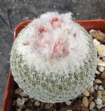 Load image into Gallery viewer, Epithelantha micromeris
