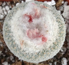 Load image into Gallery viewer, Epithelantha micromeris
