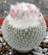 Load image into Gallery viewer, Epithelantha micromeris
