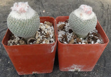 Load image into Gallery viewer, Epithelantha micromeris
