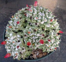 Load image into Gallery viewer, Mammillaria bucareliensis cv. 'Erusamu' Variegated *Larger Plant*
