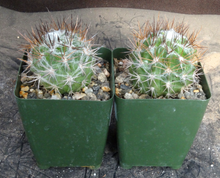 Load image into Gallery viewer, Eriosyce floccosa
