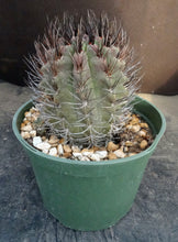Load image into Gallery viewer, Eriosyce heinrichiana *large plant*
