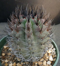 Load image into Gallery viewer, Eriosyce heinrichiana *large plant*
