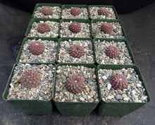 Load image into Gallery viewer, Eriosyce napina f. glabrescens
