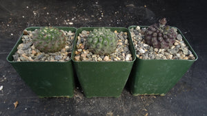 Eriosyce vexata