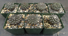 Load image into Gallery viewer, Eriosyce setosiflora
