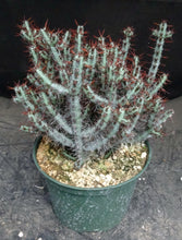 Load image into Gallery viewer, Euphorbia aeruginosa

