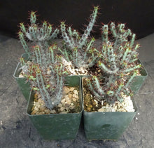 Load image into Gallery viewer, Euphorbia aeruginosa
