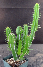 Load image into Gallery viewer, Euphorbia mlanjeana

