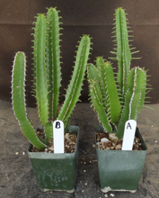 Load image into Gallery viewer, Euphorbia mlanjeana

