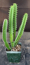 Load image into Gallery viewer, Euphorbia mlanjeana

