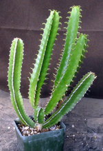 Load image into Gallery viewer, Euphorbia mlanjeana
