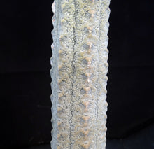 Load image into Gallery viewer, Euphorbia abdelkuri *Own Roots*
