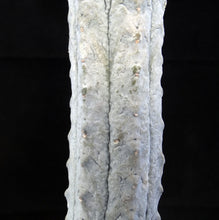 Load image into Gallery viewer, Euphorbia abdelkuri *Own Roots*
