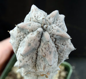 Euphorbia abdelkuri *Own Roots*