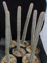Load image into Gallery viewer, Euphorbia abdelkuri *Own Roots*
