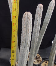 Load image into Gallery viewer, Euphorbia abdelkuri *Own Roots*
