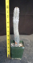 Load image into Gallery viewer, Euphorbia abdelkuri *Own Roots*
