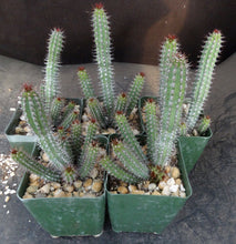Load image into Gallery viewer, Euphorbia baioensis *larger clusters*
