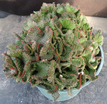 Load image into Gallery viewer, Euphorbia flanaganii 'Sea Lettuce' *crested*
