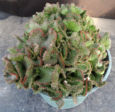Euphorbia – Kyle's Plants