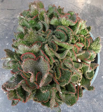 Load image into Gallery viewer, Euphorbia flanaganii 'Sea Lettuce' *crested*
