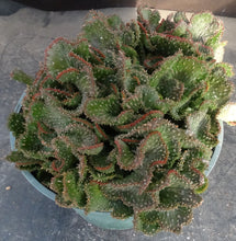 Load image into Gallery viewer, Euphorbia flanaganii 'Sea Lettuce' *crested*
