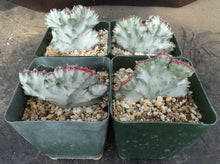 Load image into Gallery viewer, Euphorbia lactea variegated crest

