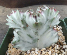 Load image into Gallery viewer, Euphorbia lactea variegated crest
