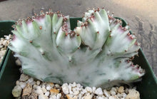 Load image into Gallery viewer, Euphorbia lactea variegated crest
