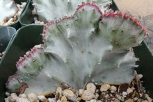 Load image into Gallery viewer, Euphorbia lactea variegated crest
