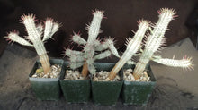 Load image into Gallery viewer, Euphorbia mammillaris 'variegata' *larger*
