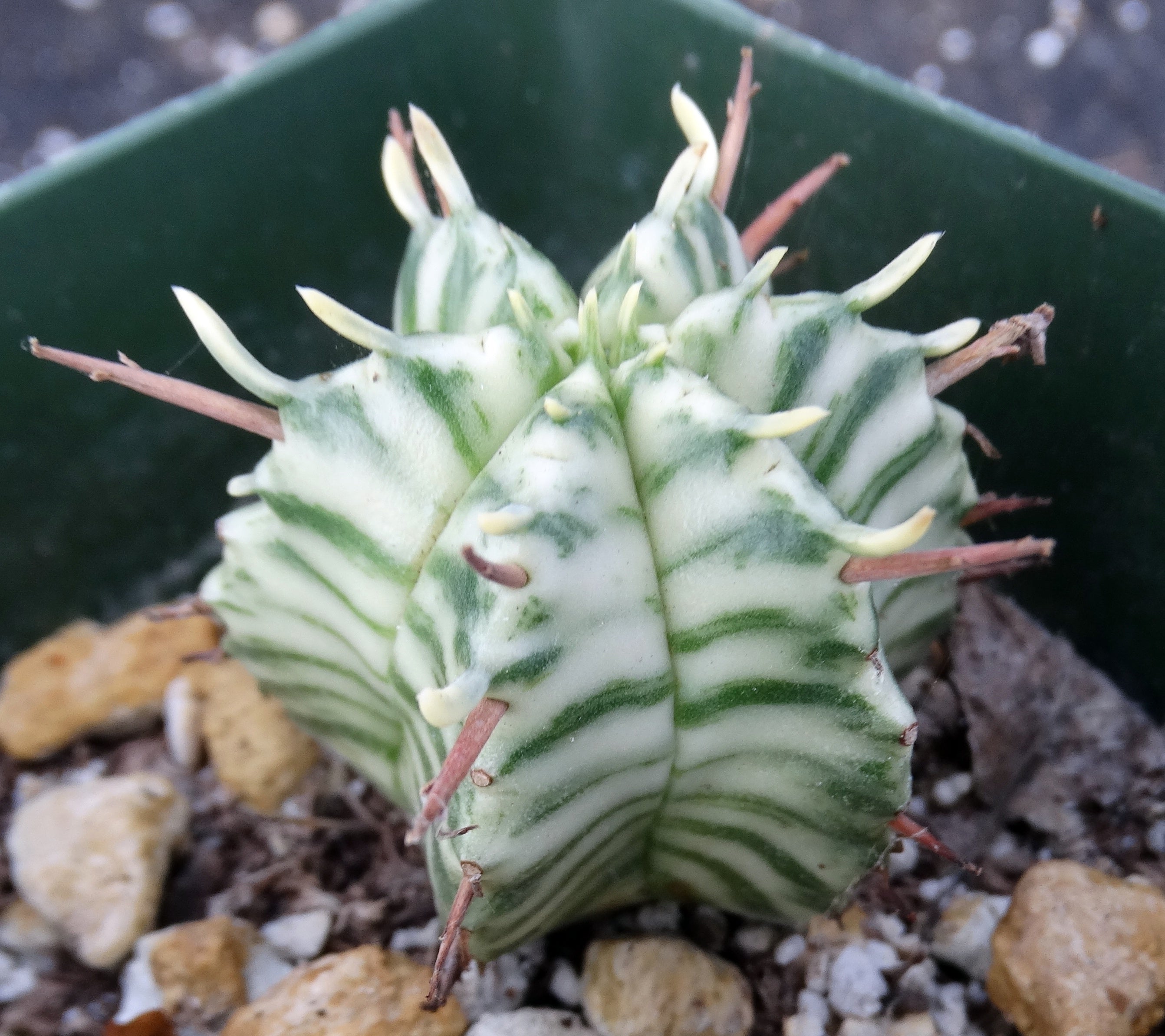 Euphorbia meloformis 'variegata' Variegated – Kyle's Plants
