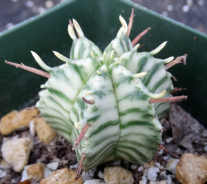 Euphorbia meloformis 'variegata' Variegated