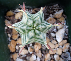 Euphorbia meloformis 'variegata' Variegated