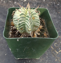 Load image into Gallery viewer, Euphorbia meloformis &#39;variegata&#39; Variegated

