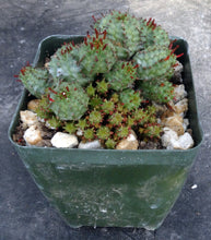 Load image into Gallery viewer, Euphorbia mammillaris 'Monstrose'
